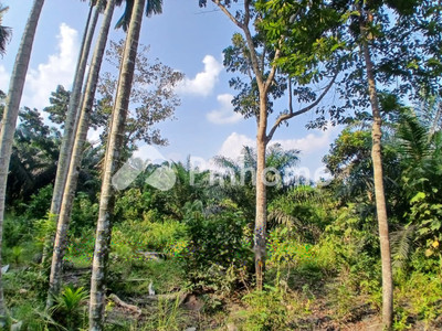 Tanah Komersial Dijual di Muara Sabak Barat, Kab. Tanjung Jabung Timur, LT 6400m²