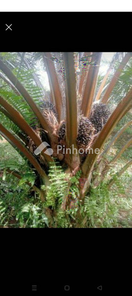 Tanah Komersial Dijual di Sosa, Kab. Padang Lawas, LT 36m²